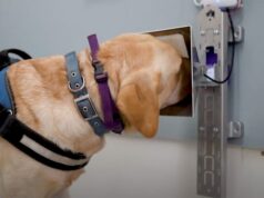 Dogs team up with AI to sniff out cancer