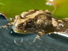 Cricket frogs belly flop their way across water