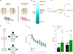 The maternal X chromosome affects cognition and brain ageing in female mice