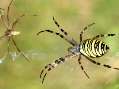 Male spiders smell with their legs