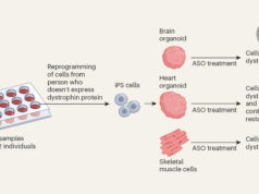 A scalable system using mini-organs to test personalized RNA therapy