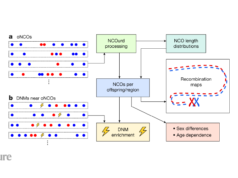 A map of parental-DNA exchanges charts course for studies of human evolution