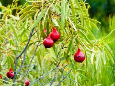 Rubbish under the floorboards exposes secret snacking in colonial Australia